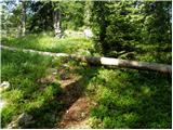 Spodnji Kozjek - Jerebikovec