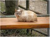 Domača mačka (Felis silvestris catus)