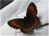Metulji (Lepidoptera)