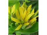 Bratinski ali zrasloprašnični svišč ali košutnik (Gentiana lutea subsp. symphyandra)
