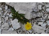 Predalpski dimek-Crepis alpestris.