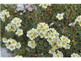 Grozdasti kamnokreč-Saxifraga paniculata..prepoznamo po značilnih listnih rozeticah.