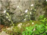 Klinolistni kamnokreč-Saxifraga cuneifolia.