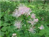 Vetrovka-Thalictrum aquilegiifolium-zlatičevke-Ranunculaceae.