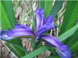 Kar na večih rastiščih je rastla ta morda lepotička-travnolistna perunika-Iris graminea-perunikovke-Iridaceae.