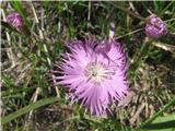 Montpellierski klinček-Dianthus monspessulanus -klinčnice-Caryophyllaceae.