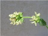 Jacyuinov čistec-Betonica alopecurus-ustnatice-Lamiaceae.