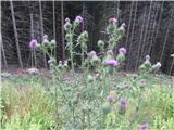 Navadni osat-Cirsium vulgare-nebinovke-Asteraceae.