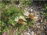 Navadna kompava ,tudi karlina-Carlina vulgaris-nebinovke-Asteraceae.