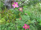 Kimastoplodni šipek-Rosa pendulini-rožnice-Rosaceae.