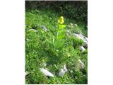 To je vardjanov svišč ali prostoprašnični svišč -Gentiana lutea subsp. vardjanii.