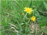 Obirska sivica-Tephroseris longifolia-nebinovke-Asteraceae.