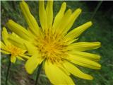 Travniška kozja brada -Tragopogon pratensis-nebinovke-Asteraceae.