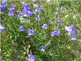 Na pašniku oziroma smučišču pod kočo Vrtača polno trebušaste zvončice-Campanula cochleariifolia-zvončičevke-Campanulaceae.