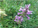 Navadni čistec-Betonica officinalis-ustnatice-Lamiaceae.