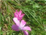 Lepljivi lan-Linum viscosum-lanovke-Linaceae.