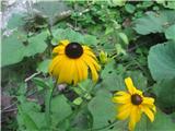 Res raste tu v divjini-deljenolistna  rudbekija-Rudbeckia lacinata-nebinovke-Asteraceae-raste prav na začetku soteske na brežini potočka..