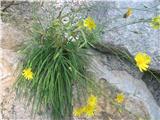 Porovolistna škržolica -Hieracium porrifolium-radičevke-Cichoriaceae.