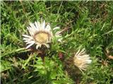 Brezstebelna kompava ali bodeča neža-Carlina acaulis-nebinovke-Asteraceae.