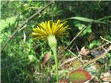 Cvet navadnega jajčarja-Leontodon hispidus-radičevke-Cichoriaceae.