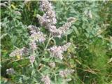 Dolgolistna meta-Mentha longifolia-ustnatice-Lamiaceae-cela planina valovi v sivimodrikasti barvi.