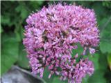 Cvet golega lepena-Adenostyles glabra-nebinovke-Asteraceae.