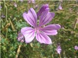 Prav okoli stanov na planini veliko gozdnega slezenovca -Malva sylvestris-slezenovke-Malvaceae.