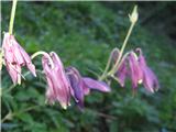 Našel sem bertolonijevo orlico-Aquilegia bertolonii.