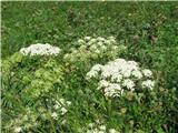 Navadni dežen-Heracleum sphondylium-kobulnice-Apiaceae. Včasih smo mu rekli medvedove tace.