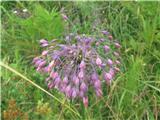 Gredljasti luk-Allium -lukovke-Alliaceae.