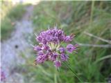 Ogromno je na vsej poti tega luka-prelep je šklatni ali kamniški luk-Allium kermesinum-lukovke. Je endemit KSA.Pri nas je raste 20.vrst lukov, od tega je 10. gorskih.