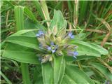 Najdem tudi navzkrižnolistni svišč-Gentiana cruciata-sviščevke-Gentianaceae.