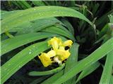 Vodna perunika (Iris pseudacorus)