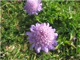 Navadni grintavec-Scabiosa columbia-ščetičevke-Dipsacaceae.