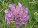 Navadni grintavec-Scabiosa colombaria-ščetičevke-Dipsacaceae. 