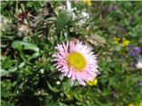 Mnogolična suholetnica-Erigeron glabratus-nebinovke- Asreraceae.