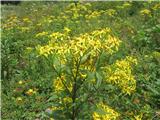 Vse rumeno je gozdnega grinta-Senecio nemorensis-nebinovke-Astreraceae.