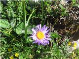 Gorska nebina-Aster amellus-nebinovke-Asteraceae- obedve sem našel na planini Ovčariji.