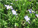 Julijski lan-Linum julicum-lanovke-Linaceae.