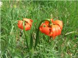 Kranjska lilija ali zlato jabolko-Lilium carniolicum-lilijevke-Lilliaceae.