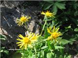 To je obiska sivica-Tephroseris longifolia-nebinovke-Asteraceae-raste od Zelenice naprej.Našel sem jo že na Kamniškem vrhu.