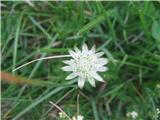 Bavarski zali kobulček-Astratia bavarica-kobulnice-Apiaceae.