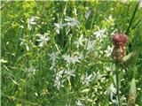 Navadni kosmuljek-Anthericum ramosum-zlatokorenovke-Asphodelaceae.