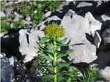 Alpski rožni koren-Rhodiola rosea.