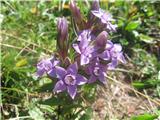 Že na planini Konščici, nato pa na vsej poti in tudi okoli Vodnikovega doma veliko čašastega sviščevca-Gentianella anisodonta -sviščevke-Gentianaceae.