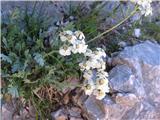 Prvič letos tudi planinski pelin-Achillea clavenae-nebinovke-Asteraceae.