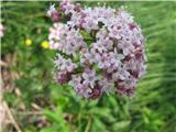 Dvodomna špajka-Valeriana dioica-špajkovke-Valerianaceae.