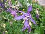 Navadna orlica-Aquilegia vulgaris-zlatičevke.