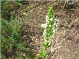 Pokončni čišljak-Stachys recta-ustnatice-Lamiaceae.