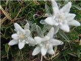 Drugo mesto tokrat namenjam planikam-Leopoldinum alpinum-nebinovke-Asteraceae.